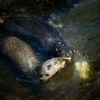 Picture of otters kissing