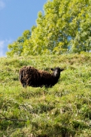 Picture of Ouessant (aka Ushant) sheep in field