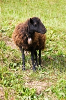 Picture of Ouessant (aka Ushant) sheep wearing bell