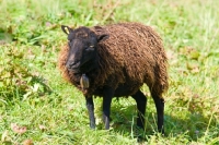 Picture of Ouessant (aka Ushant) sheep