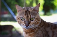 Picture of Outdoor portrait of bengal cat, champion Mainstreet Full Throttle of Guru