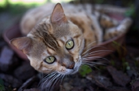 Picture of Outdoor portrait of bengal cat, champion Mainstreet Full Throttle of Guru, 