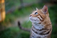 Picture of outdoor profile portrait of a male Bengal cat 
