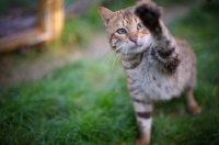 Picture of outdoor shot of a male Bengal cat with paw up