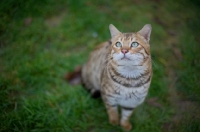 Picture of outdoor shot of a male Bengal sitting on a grass field