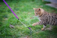 Picture of outdoor shot of a male Bengal cat playing with a cat toy