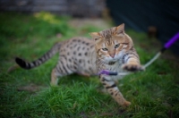 Picture of outdoor shot of a male Bengal cat playing with a cat toy