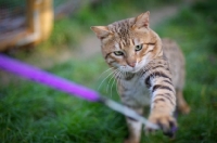 Picture of outdoor shot of a male Bengal cat playing with a cat toy