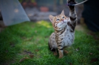 Picture of outdoor shot of a male Bengal cat playing with a cat toy
