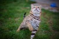 Picture of outdoor shot of a male Bengal cat with paw up