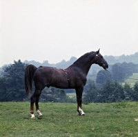 Picture of outwood florescent, hackney horse, side view, picture reversed