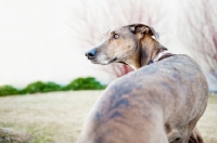 Picture of Over-the-shoulder image of a Greyhound x Great Dane cross.