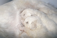 Picture of owczarek podhalanski, polish tatra herd dog puppies