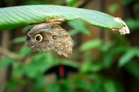 Picture of owl butterfly hanging from a leaf