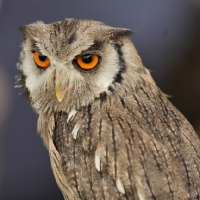 Picture of Owl, head study