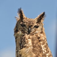 Picture of Owl portrait