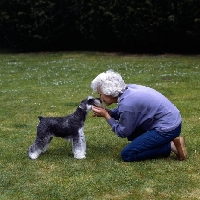 Picture of owner cuddling miniature schnauzer