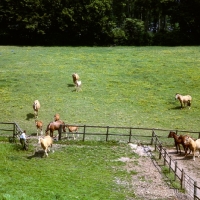 Picture of owner opening the gate for group of mares and foals, Palomino and unknown horses