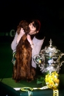 Picture of owner, rachel shaw,  kissing irish setter sh ch starchelle chicago bear, after winning crufts bis 1995