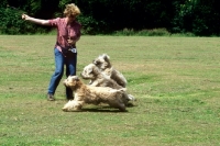 Picture of owner throws a stick for three soft coated wheaten terriers  