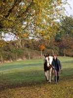 Picture of Owner walking Cob horse