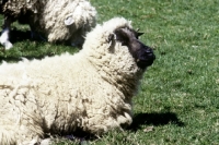 Picture of oxford down ewe