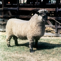 Picture of oxford down sheep near pen