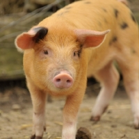 Picture of oxford sandy and black piglet