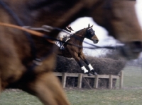 Picture of oxford university point to point with loose horse in foreground