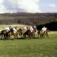 Picture of oxford university point to point