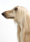 Picture of oyster brindle Australian Champion Afghan Hound, profile