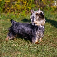 Picture of p-nuts in the chips, proud silky terrier in usa