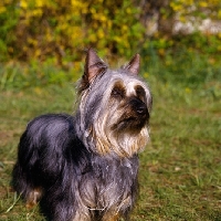 Picture of p-nuts in the chips, silky terrier standing on grass