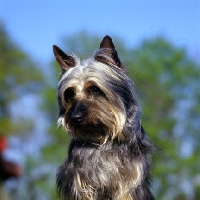 Picture of p-nuts in the chips, silky terrier looking down