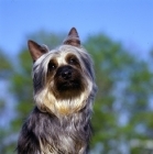 Picture of p-nuts in the chips, silky terrier head study