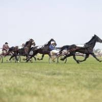 Picture of pacers at race at a show