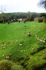 Picture of pack of exmoor foxhounds horses and riders on exmoor