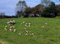 Picture of pack of exmoor foxhounds on exmooor