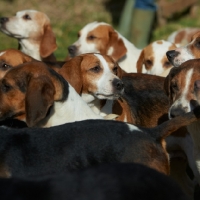 Picture of pack of hunting Beagles