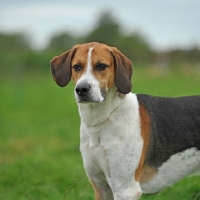 Picture of packbred english foxhound head and shoulders