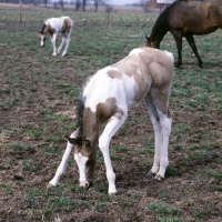 Picture of paint horse foal grazing,  bending its forelegs