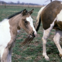 Picture of paint horse foal head study