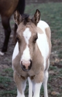 Picture of paint horse foal in usa