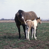 Picture of paint horse mare and foal