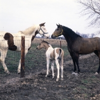 Picture of paint horse mare, foal and friend in usa