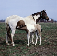 Picture of paint horse mare with foal suckling 