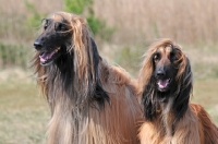 Picture of pair of Afghan Hounds