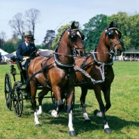 Picture of pair of hackney horses in harness in driving competition 