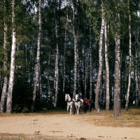 Picture of pair of orlov trotters, driven in moscow forest