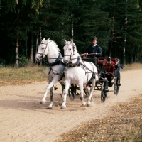 Picture of pair of orlov trotters in harness with vehicle in russia
